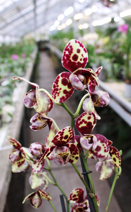 Phalaenopsis hybrid.jpg