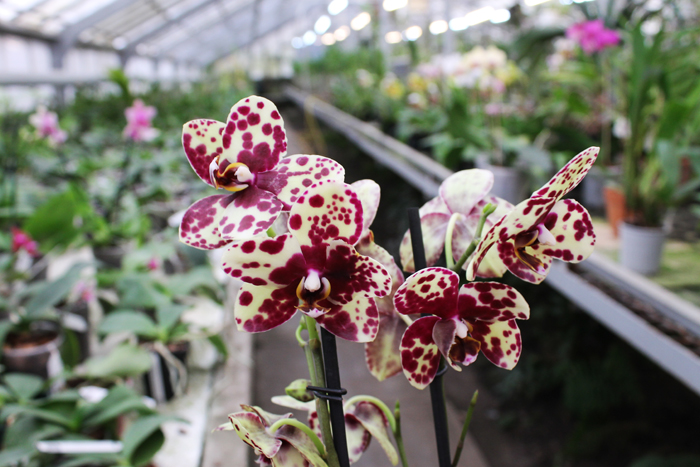 Phalaenopsis hybrid.jpg