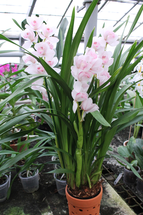 Cymbidium hybrid.jpg
