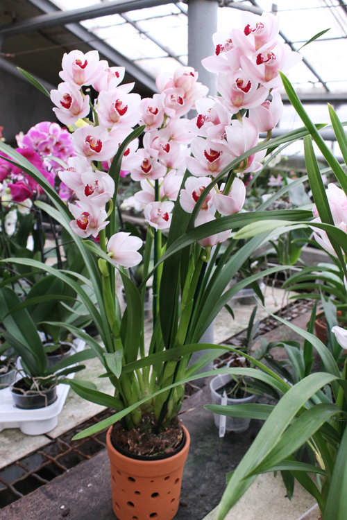 Cymbidium hybrid.jpg