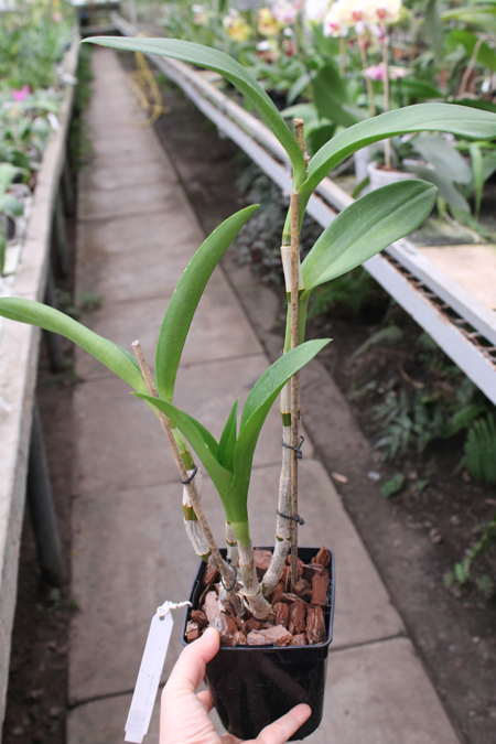 Dendrobium Ceasar.jpg
