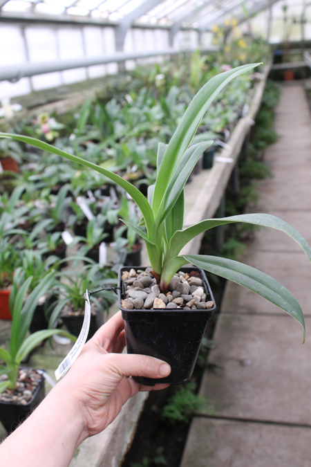 Phragmipedium Memory Dick Clements.jpg