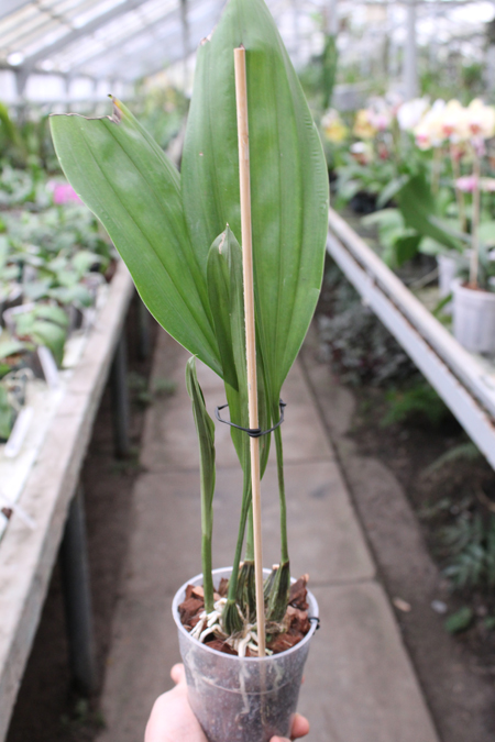 Stanhopea oculata.jpg
