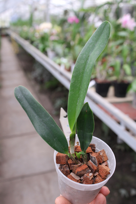 Laelia jongheana alba.jpg