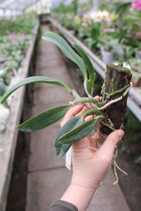 Laelia jongheana alba (Z-88) x Laelia jongheana suavissima.jpg