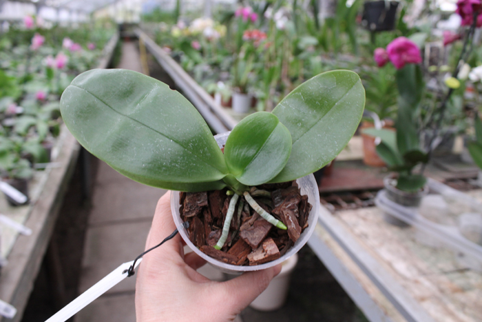 Ph Violacea var coerulea.jpg