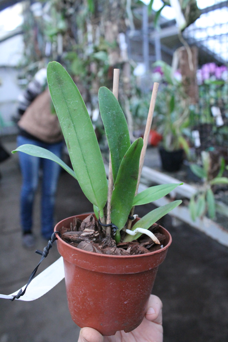 Cattleya trianae concolor.jpg