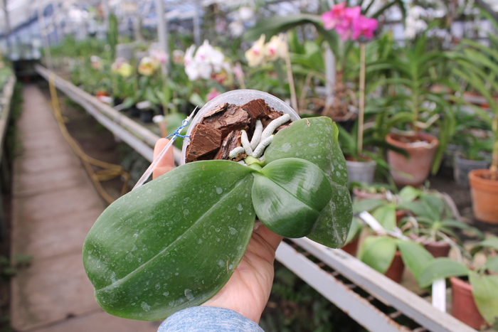 Phalaenopsis KS Happy Eagle.jpg