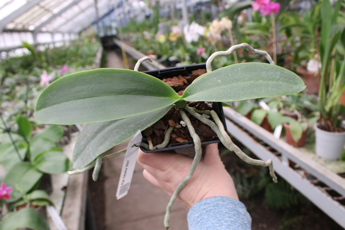 Phalaenopsis Natasha 'Aiko'.jpg