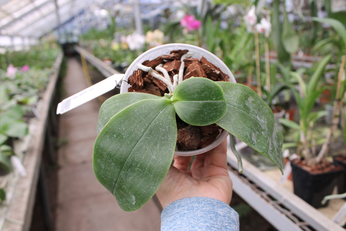 Phalaenopsis bellina 'blue'.jpg