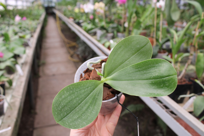 Phalaenopsis (Gelblieber x mariae).jpg