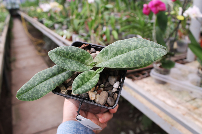 Paphiopedilum venustum.jpg