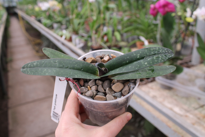 Paphiopedilum godefroyae.jpg