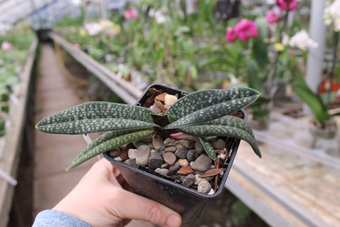 Paphiopedilum micranthum.jpg