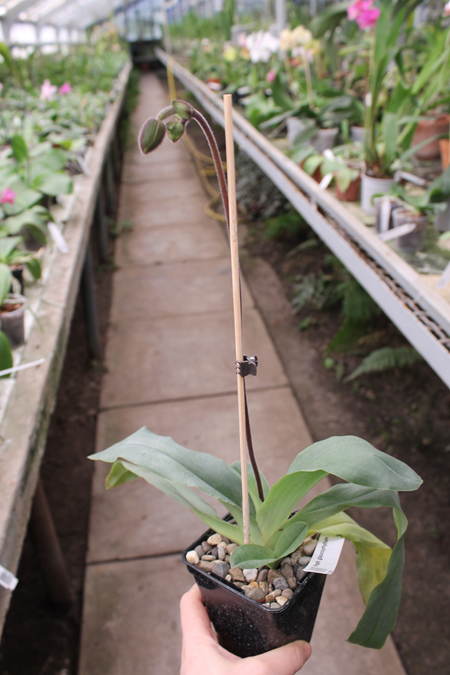 Paphiopedilum glaucophyllum.jpg