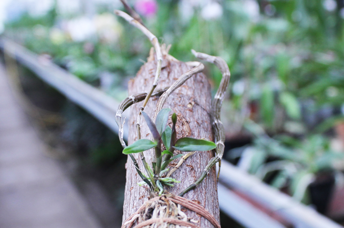 Dendrobium cumulatum.jpg