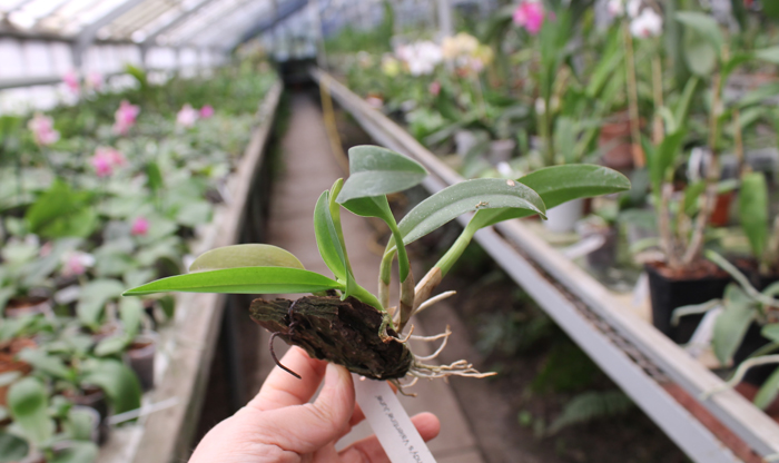 Sophrocattleya Wendy's Valentine 'June'.jpg