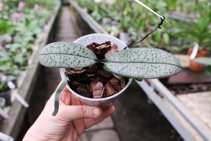 Phalaenopsis schilleriana.jpg