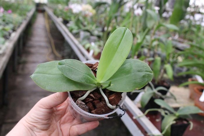 Phalaenopsis KS Evergreen x KS Happy Eagle.jpg