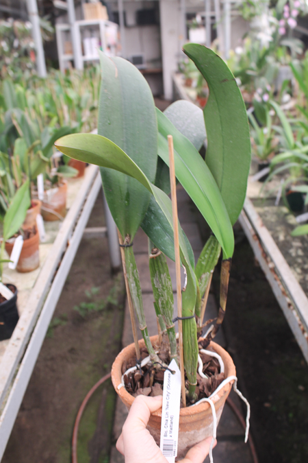 Brassolaeliocattleya Chia Lin 'New City' (Oconee x Maitland).jpg