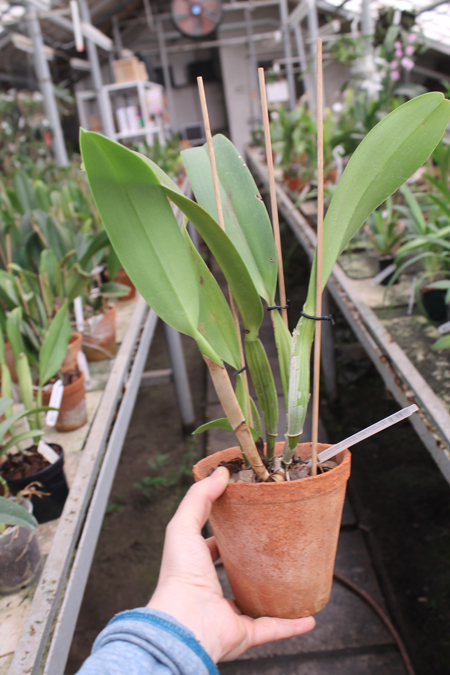 Brassolaeliocattleya Success Dream 'Miracles'.jpg