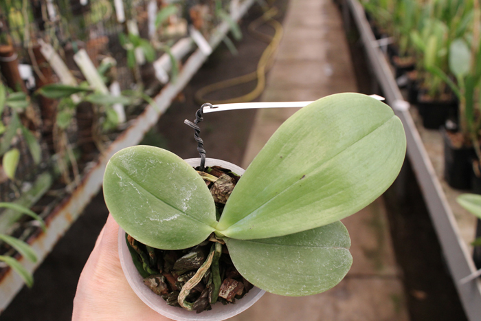 Phalaenopsis bellina.jpg