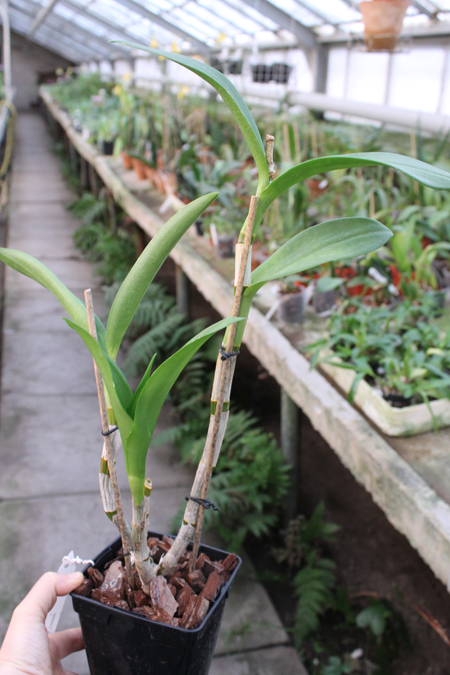 Dendrobium Ceasar.jpg
