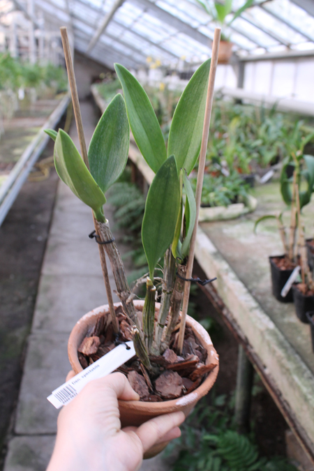 Dendrobium spectabile.jpg