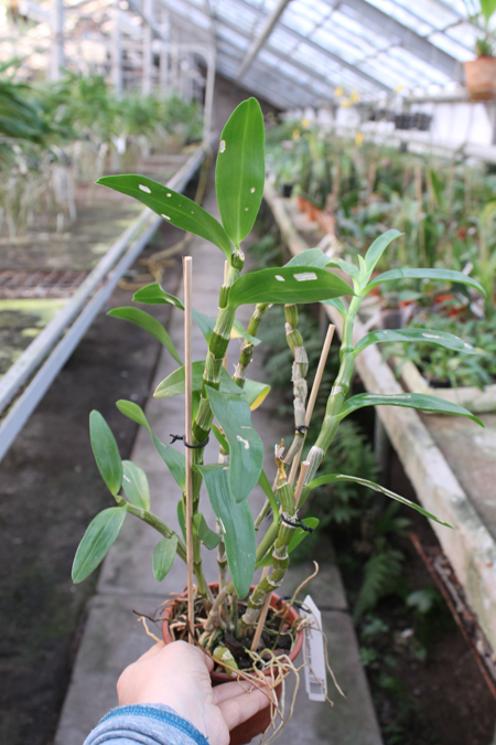 Dendrobium Red Emperor 'Prince'.jpg
