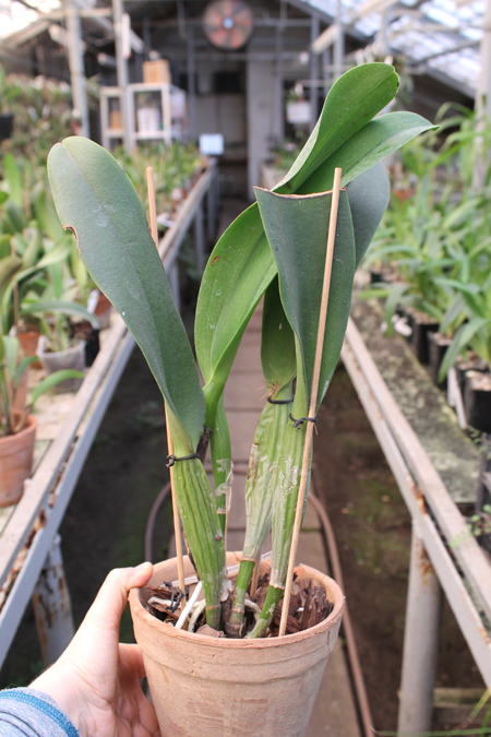 Brassolaeliocattleya Chia Lin 'New City'.jpg