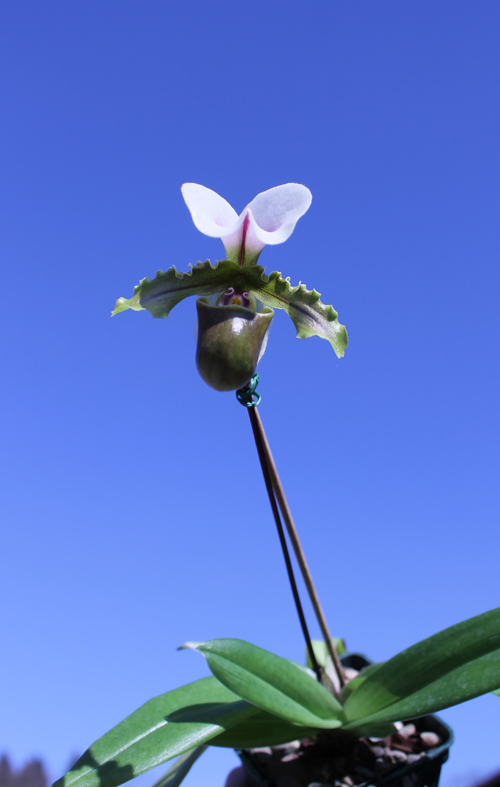 Paphiopedilum  spicerianum.jpg