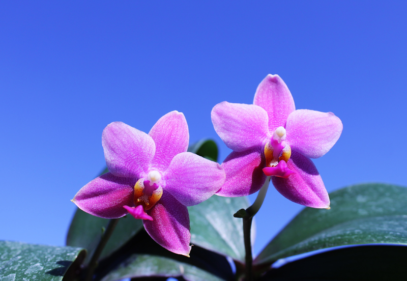 Phalaenopsis Mituo Cake 'Red'.jpg