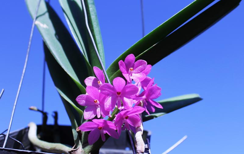 Ascocentrum ampullaceum.jpg