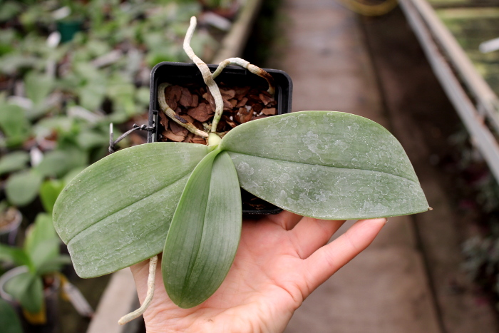 Phalaenopsis gigantea.JPG