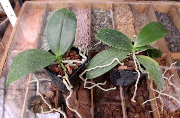 Phalaenopsis Tzu Chiang Chrisna x Phalaenopsis LD's Bear Queen.JPG