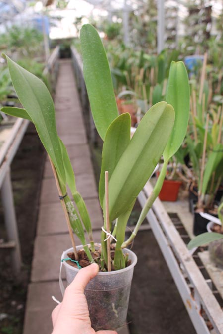 Brassolaeliocattleya Toshie Aoki 'Pizazz Subv OC'.jpg