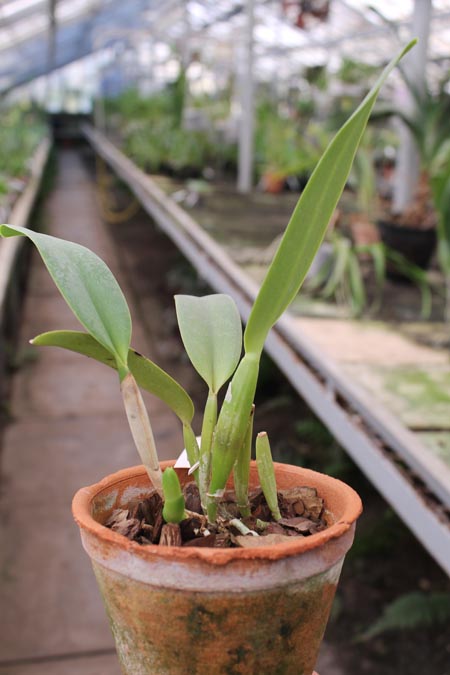 Cattleya labiata amesiana 'Bela' (Z-8) x SELF.jpg
