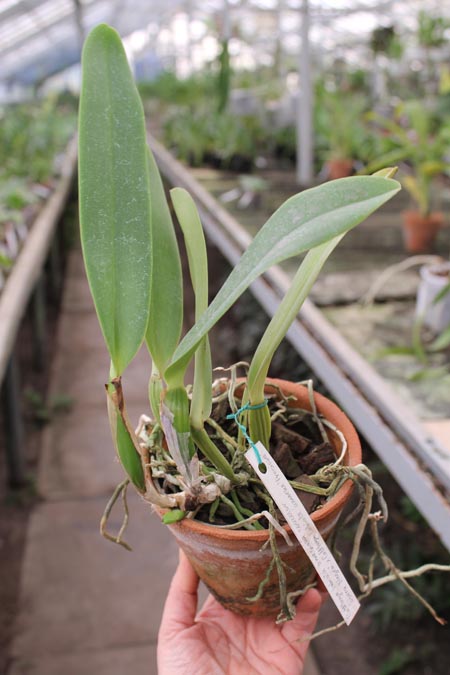 Cattleya labiata amesiana concolor 'Serra Negra' x Cattleya labiata amoena 'Preciosa' (Z-8).jpg