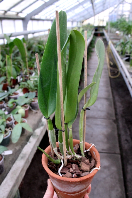 Cattleya labiata rubra 'Schuller' x Cattleya labiata rubra 'Deize'.JPG