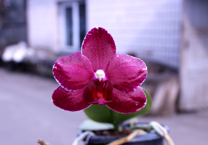 Phalaenopsis Chingruey's Fancy 'Red Wine'.jpg
