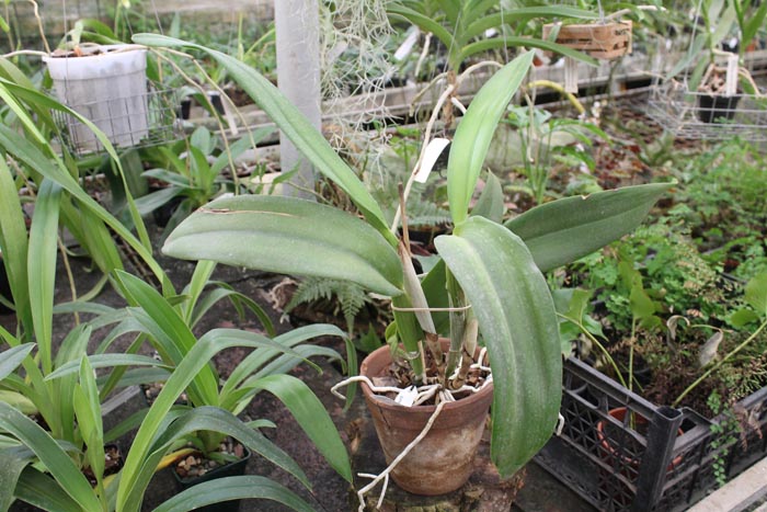 Brassolaeliocattleya Young Kong 'Sun No16'.jpg