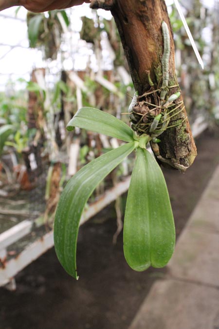 Phalaenopsis bastianii.jpg