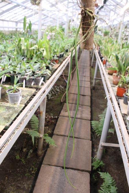 Seidenfadenia mitrata.jpg