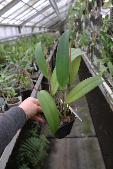 Cattleya leopoldii 'Dark Show' x Cattleya aurea 'Uraba-A'.jpg