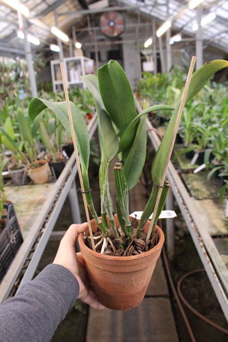 Brassolaeliocattleya Chia Lin 'New City'.jpg