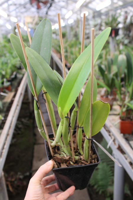 Cattleya lueddemanniana alba 'OMG' x Cattleya lueddemanniana coerulea 'Siquesique'.jpg