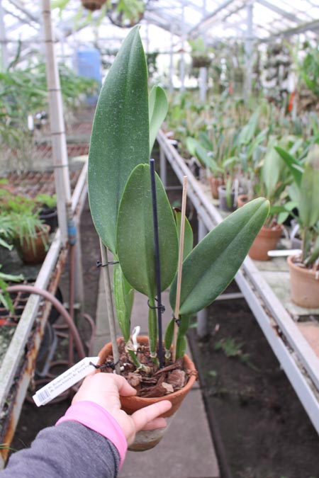Brassolaeliocattleya Burdekin Wonder 'Lake Land'.jpg