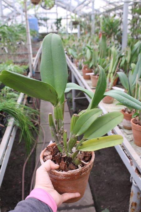 Brassolaeliocattleya Haw Yuan Grace 'Cat King'.jpg