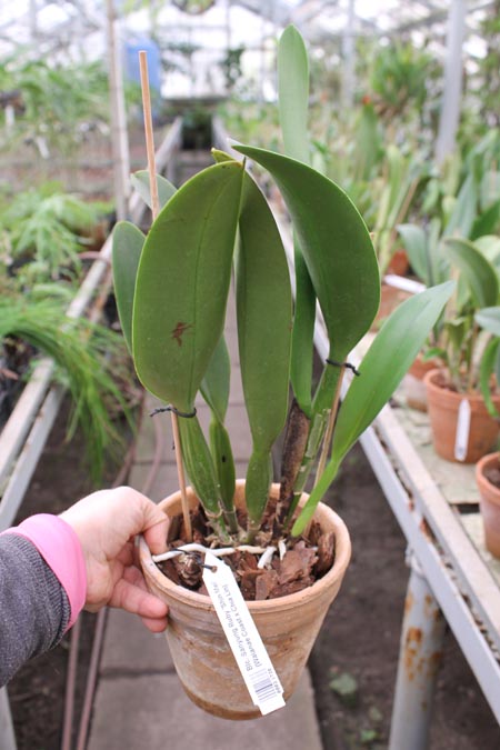 Brassolaeliocattleya Sanyung Ruby 'Shin Mei'.jpg