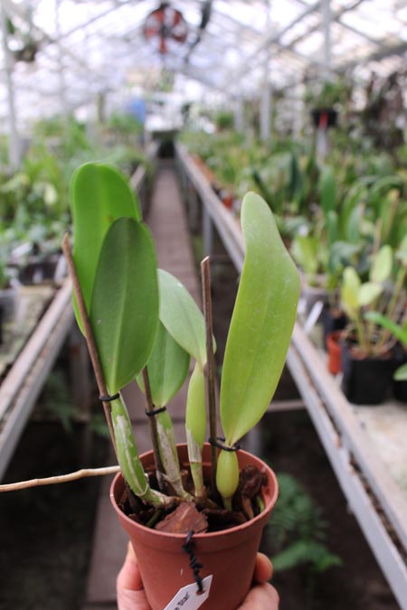 Laeliocattleya Gaskell - Pumila 'Azure Star'.jpg